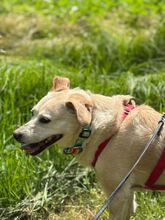 ALBA, Hund, Labrador-Mix in Mosbach - Bild 9