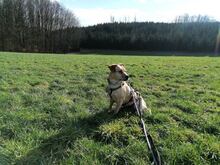 RED, Hund, Labrador-Mix in Drolshagen - Bild 10