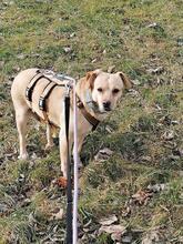 RED, Hund, Labrador-Mix in Drolshagen - Bild 2