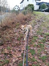 RED, Hund, Labrador-Mix in Drolshagen - Bild 5