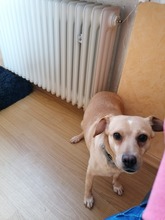 RED, Hund, Labrador-Mix in Drolshagen - Bild 6