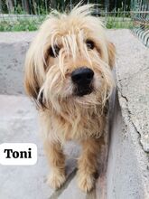 TONI, Hund, Mischlingshund in Italien - Bild 1