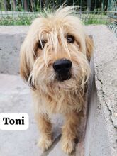 TONI, Hund, Mischlingshund in Italien - Bild 4