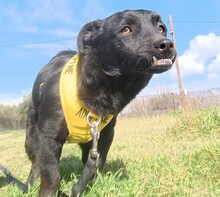 LOUIS, Hund, Mischlingshund in Griechenland - Bild 12