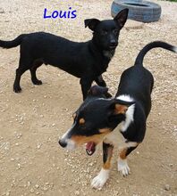 LOUIS, Hund, Mischlingshund in Griechenland - Bild 15