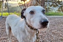 ARIEL, Hund, Segugio Italiano a pelo forte-Mix in Italien - Bild 2