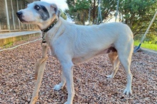 ARIEL, Hund, Segugio Italiano a pelo forte-Mix in Italien - Bild 3