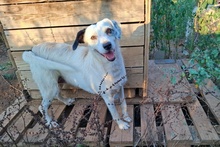 ARIEL, Hund, Segugio Italiano a pelo forte-Mix in Italien - Bild 5