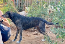 TIGRO, Hund, Segugio Italiano a pelo forte-Mix in Italien - Bild 3