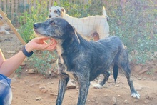 TIGRO, Hund, Segugio Italiano a pelo forte-Mix in Italien - Bild 5