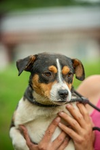 INDIRA, Hund, Mischlingshund in Erkelenz - Bild 1