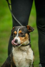 INDIRA, Hund, Mischlingshund in Erkelenz - Bild 2