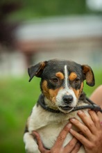 INDIRA, Hund, Mischlingshund in Erkelenz - Bild 3