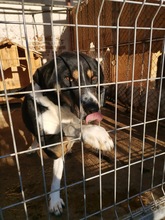 HOLLY, Hund, Mischlingshund in Bulgarien - Bild 4