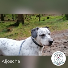 ALJOSCHA, Hund, Mischlingshund in Görlitz - Bild 1