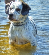 ALJOSCHA, Hund, Mischlingshund in Görlitz - Bild 2