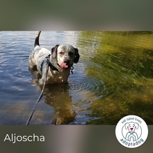 ALJOSCHA, Hund, Mischlingshund in Görlitz - Bild 5