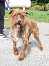 CSONGORPICUR, Hund, Mischlingshund in Ungarn - Bild 1