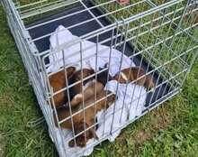 REINA, Hund, Mischlingshund in Kroatien - Bild 14