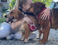 REINA, Hund, Mischlingshund in Kroatien - Bild 15