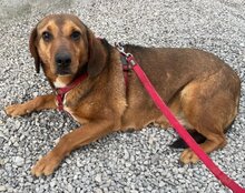REINA, Hund, Mischlingshund in Kroatien - Bild 16