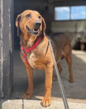 REINA, Hund, Mischlingshund in Kroatien - Bild 17