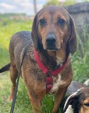 REINA, Hund, Mischlingshund in Kroatien - Bild 18