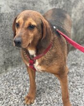 REINA, Hund, Mischlingshund in Kroatien - Bild 19