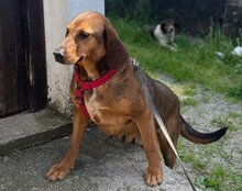 REINA, Hund, Mischlingshund in Kroatien - Bild 20