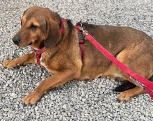 REINA, Hund, Mischlingshund in Kroatien - Bild 21