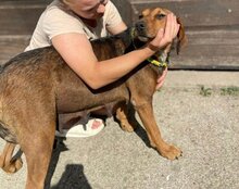 REINA, Hund, Mischlingshund in Kroatien - Bild 3