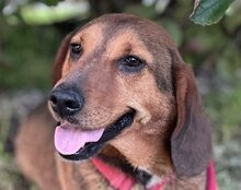 REINA, Hund, Mischlingshund in Coswig