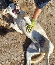 XEKO, Hund, Mischlingshund in Portugal - Bild 2