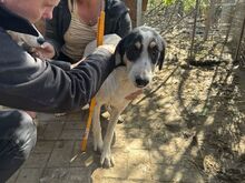 LAILA, Hund, Mischlingshund in Rumänien - Bild 4