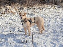 ELKE, Hund, Nova Scotia Duck Tolling Retriever-Mix in Aschheim - Bild 13