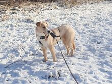 ELKE, Hund, Nova Scotia Duck Tolling Retriever-Mix in Aschheim - Bild 14