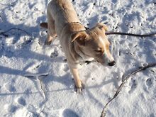 ELKE, Hund, Nova Scotia Duck Tolling Retriever-Mix in Aschheim - Bild 15