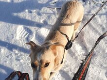 ELKE, Hund, Nova Scotia Duck Tolling Retriever-Mix in Aschheim - Bild 16