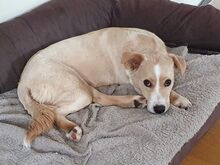 ELKE, Hund, Nova Scotia Duck Tolling Retriever-Mix in Aschheim - Bild 17