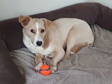 ELKE, Hund, Nova Scotia Duck Tolling Retriever-Mix in Aschheim - Bild 6