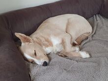 ELKE, Hund, Nova Scotia Duck Tolling Retriever-Mix in Aschheim - Bild 7