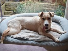 ELKE, Hund, Nova Scotia Duck Tolling Retriever-Mix in Aschheim - Bild 9