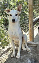 BEN, Hund, Mischlingshund in Portugal - Bild 1