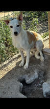 BEN, Hund, Mischlingshund in Portugal - Bild 2