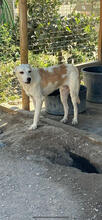 BEN, Hund, Mischlingshund in Portugal - Bild 3