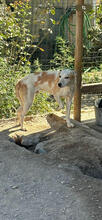 BEN, Hund, Mischlingshund in Portugal - Bild 4