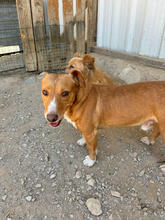 RISOTTO, Hund, Mischlingshund in Portugal - Bild 3