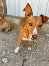 RISOTTO, Hund, Mischlingshund in Portugal - Bild 5