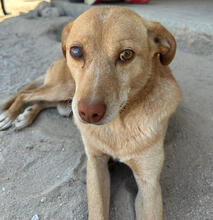 CAPTAIN, Hund, Mischlingshund in Portugal - Bild 2