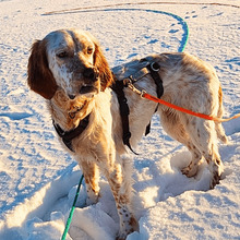 YOLE, Hund, English Setter in Grafenhausen - Bild 1